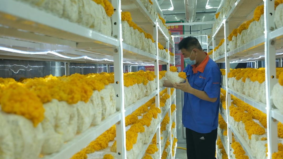 ɽ�|���f�����S�𡱮a(ch��n)�I(y��)����ġ������������Ƽ���(w��n)�a(ch��n)��